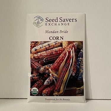 Mandan Bride Heirloom Indigenous Native American Corn